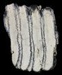 Mammoth Molar Slice With Case - South Carolina #58309-3